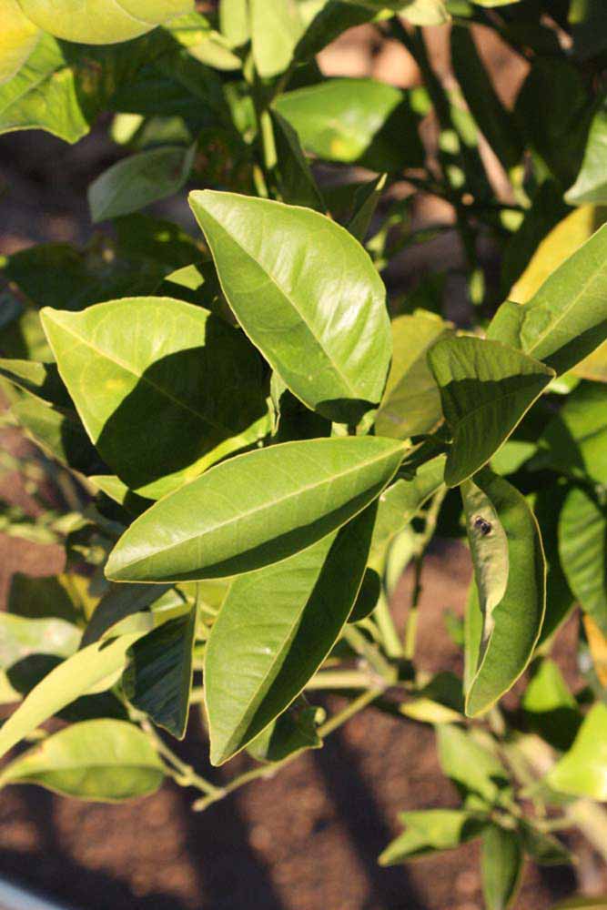            Sun leaves (Riverside, CA)   